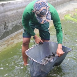 Dompet Dhuafa Banten Panen Raya Budikolbu Hasilkan 1,5 Ton Ikan Lele