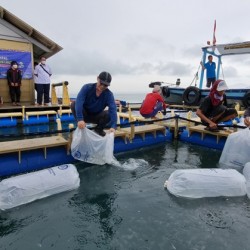 KKP Salurkan Bantuan 12 Ribu Benih Ikan Bawal Bintang untuk Nelayan Kabupaten Serang